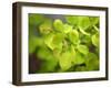 Fresh Bloom IV-Nicole Katano-Framed Photo