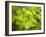 Fresh Bloom IV-Nicole Katano-Framed Photo