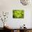 Fresh Bloom IV-Nicole Katano-Photo displayed on a wall