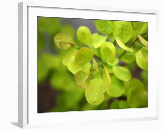 Fresh Bloom IV-Nicole Katano-Framed Photo