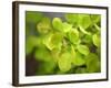 Fresh Bloom IV-Nicole Katano-Framed Photo