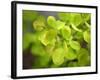 Fresh Bloom IV-Nicole Katano-Framed Photo