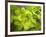 Fresh Bloom IV-Nicole Katano-Framed Photo