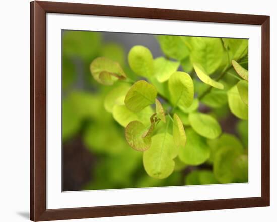 Fresh Bloom IV-Nicole Katano-Framed Photo