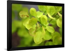 Fresh Bloom IV-Nicole Katano-Framed Photo