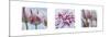 Fresh Blooms Triptych-Ella Lancaster-Mounted Art Print