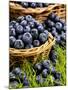 Fresh Blueberries in Wicker Baskets-Stuart MacGregor-Mounted Photographic Print