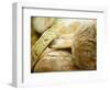 Fresh Bread, Trogir, Croatia-Russell Young-Framed Photographic Print