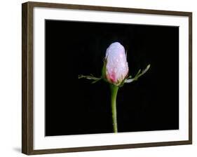 Fresh bud, 2017,-Helen White-Framed Giclee Print