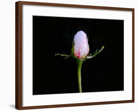 Fresh bud, 2017,-Helen White-Framed Giclee Print