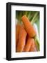 Fresh Carrots on Tea Towel (Close-Up)-Foodcollection-Framed Photographic Print