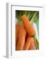 Fresh Carrots on Tea Towel (Close-Up)-Foodcollection-Framed Photographic Print