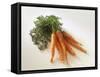 Fresh Carrots with Tops-Amos Schliack-Framed Stretched Canvas