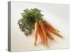 Fresh Carrots with Tops-Amos Schliack-Stretched Canvas