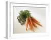 Fresh Carrots with Tops-Amos Schliack-Framed Photographic Print