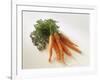 Fresh Carrots with Tops-Amos Schliack-Framed Photographic Print
