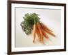 Fresh Carrots with Tops-Amos Schliack-Framed Photographic Print