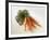 Fresh Carrots with Tops-Amos Schliack-Framed Photographic Print