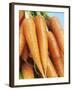 Fresh Carrots-Linda Burgess-Framed Photographic Print