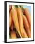 Fresh Carrots-Linda Burgess-Framed Photographic Print