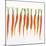 Fresh Carrots-Barbara Bonisolli-Mounted Photographic Print