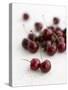 Fresh Cherries-Sam Stowell-Stretched Canvas