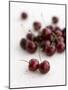 Fresh Cherries-Sam Stowell-Mounted Photographic Print