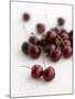 Fresh Cherries-Sam Stowell-Mounted Photographic Print