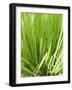 Fresh Chives in the Open Air-null-Framed Photographic Print