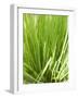 Fresh Chives in the Open Air-null-Framed Photographic Print