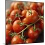 Fresh Cocktail Tomatoes Sprinkled with Water-null-Mounted Photographic Print