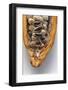 Fresh Cocoa Beans in Halved Cacao Fruit-Eising Studio - Food Photo and Video-Framed Photographic Print