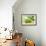 Fresh Coconut-Paul_Brighton-Framed Photographic Print displayed on a wall