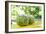 Fresh Coconut-Paul_Brighton-Framed Photographic Print