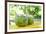 Fresh Coconut-Paul_Brighton-Framed Photographic Print