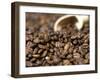 Fresh Coffee Beans Out of the Bag-Steven Morris-Framed Premium Photographic Print