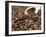 Fresh Coffee Beans Out of the Bag-Steven Morris-Framed Premium Photographic Print