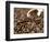 Fresh Coffee Beans Out of the Bag-Steven Morris-Framed Photographic Print