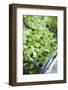 Fresh Corn Salad in Crate-Foodcollection-Framed Photographic Print