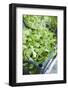 Fresh Corn Salad in Crate-Foodcollection-Framed Photographic Print