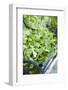 Fresh Corn Salad in Crate-Foodcollection-Framed Photographic Print