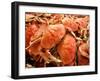 Fresh Crab in Pike Street Market, Seattle, Washington, USA-Janis Miglavs-Framed Photographic Print