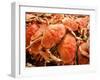 Fresh Crab in Pike Street Market, Seattle, Washington, USA-Janis Miglavs-Framed Photographic Print