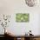 Fresh Cucumbers-Steve Gadomski-Photographic Print displayed on a wall