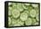 Fresh Cucumbers-Steve Gadomski-Framed Stretched Canvas