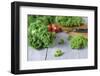 Fresh Curly Cale and Tomatoes on Grey Wooden Table-Jana Ihle-Framed Photographic Print