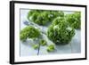 Fresh Curly Cale on Grey Wooden Table-Jana Ihle-Framed Photographic Print