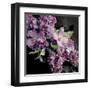 Fresh Evening Bloom-Sarah Gardner-Framed Art Print