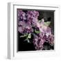 Fresh Evening Bloom-Sarah Gardner-Framed Art Print