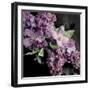 Fresh Evening Bloom-Sarah Gardner-Framed Art Print